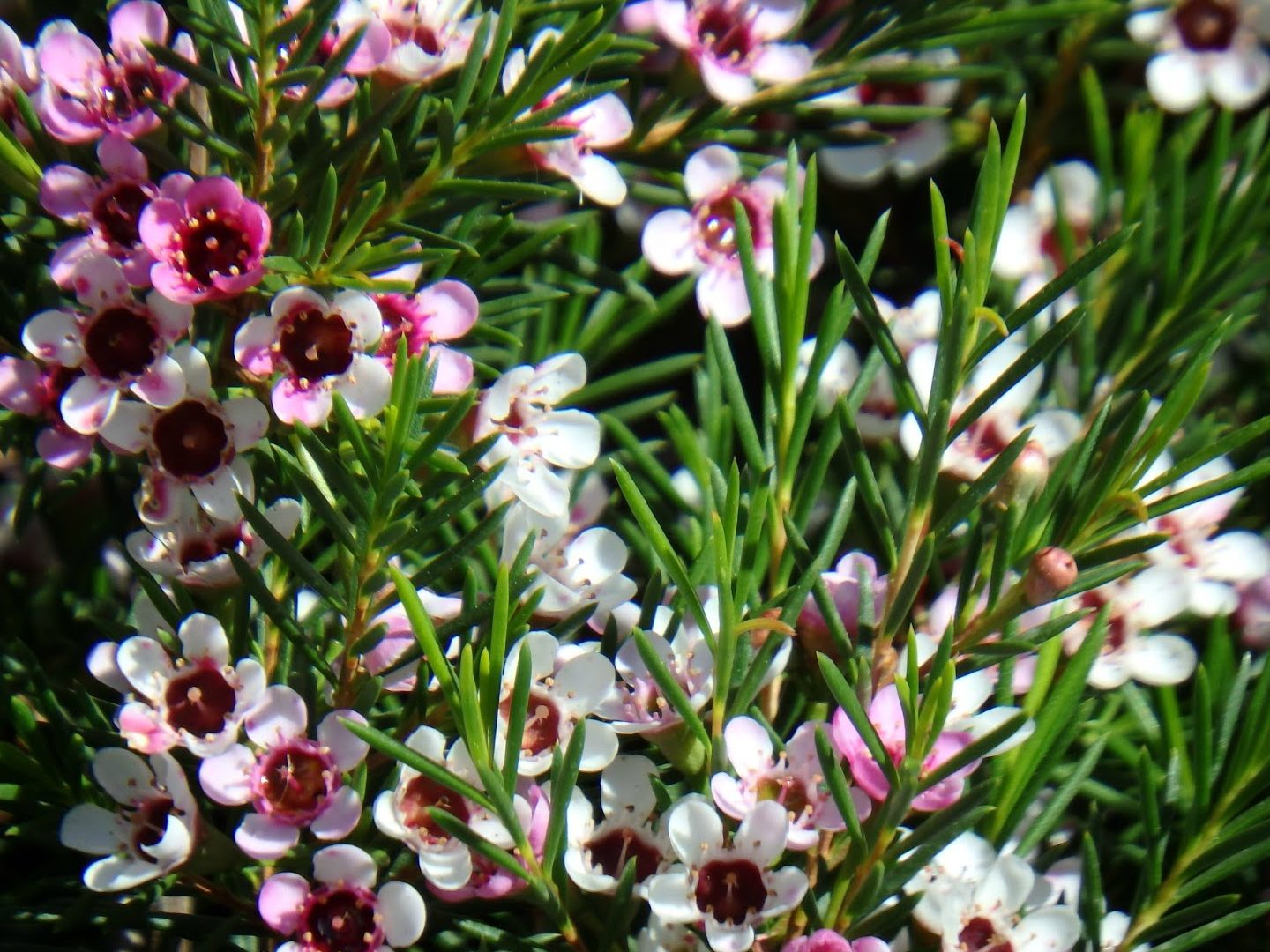 chamelaucium uncinatum cuidados y flor de cera arbusto poda