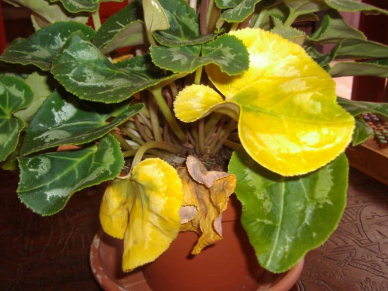 ciclamen hojas amarillas causas y cuidados del ciclamen amarillo
