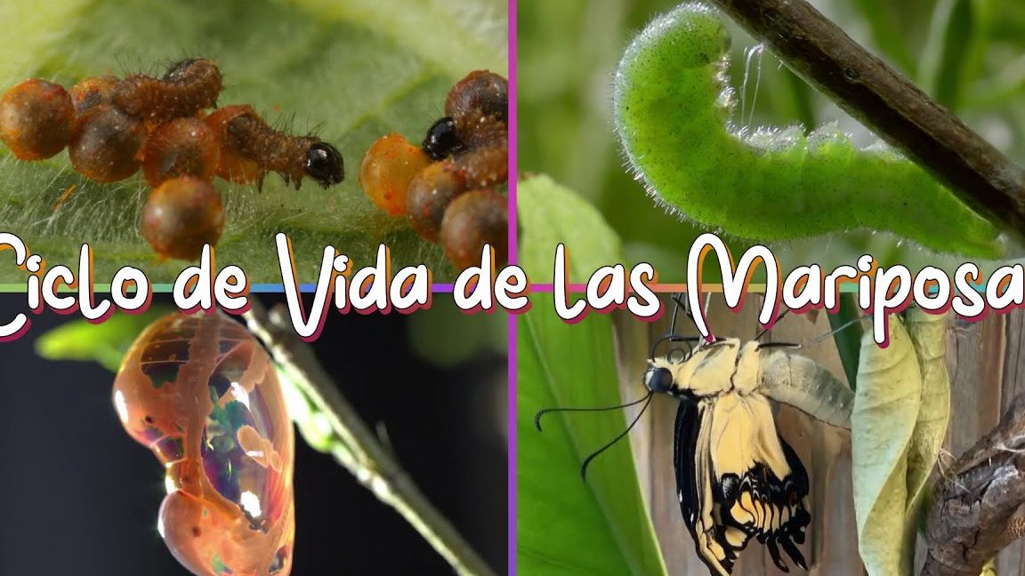 ciclo de vida de las mariposas proceso de metamorfosis y desarrollo