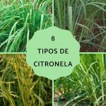 citronela flor citronela planta tipos y tipos de citronela que debes conocer