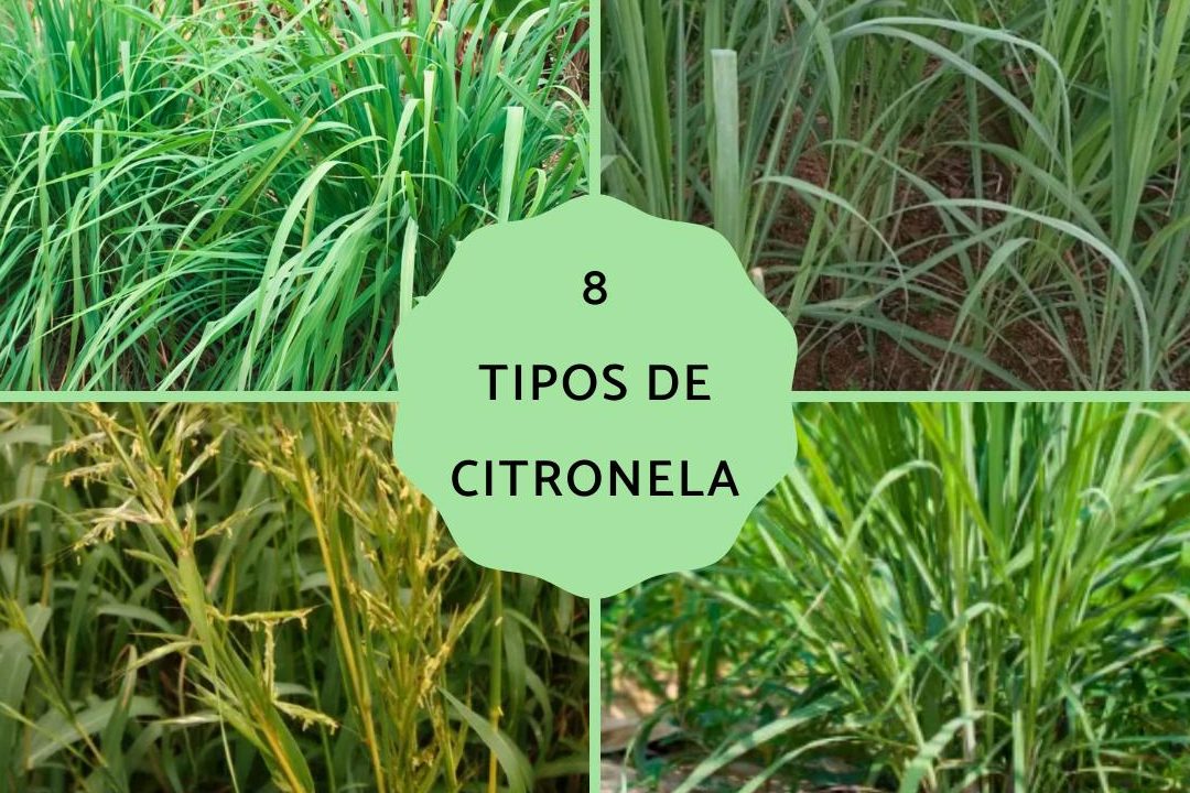 citronela flor citronela planta tipos y tipos de citronela que debes conocer