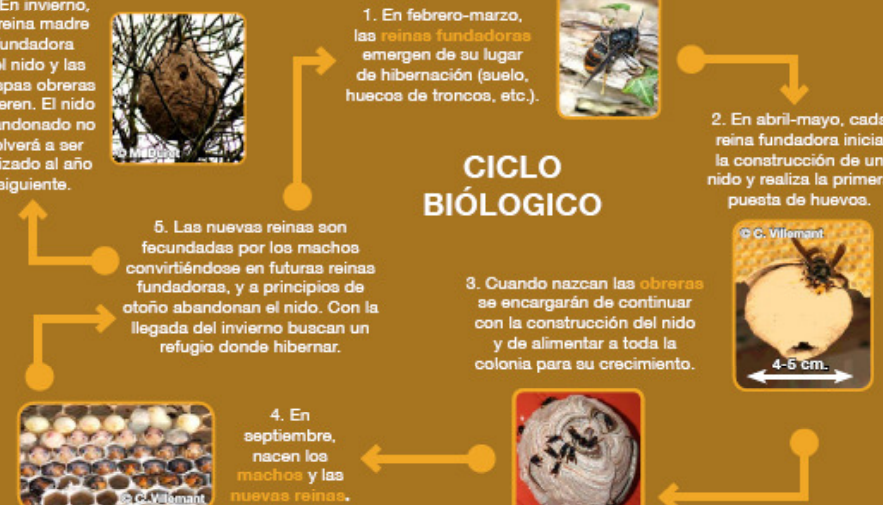 clases de avispas y sus tipos conociendo las especies de avispa