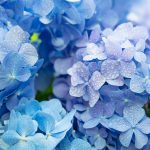 clases de hortensias conoce los tipos y variedades mas bellas scaled