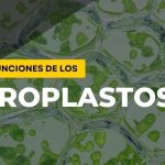 cloroplasto partes funciones y su rol en la fotosintesis