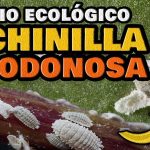 cochinilla blanca tratamiento remedios caseros para eliminar la cochinilla algodonosa