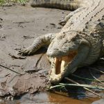cocodrilo en espana historia presencia y conservacion de cocodrilos