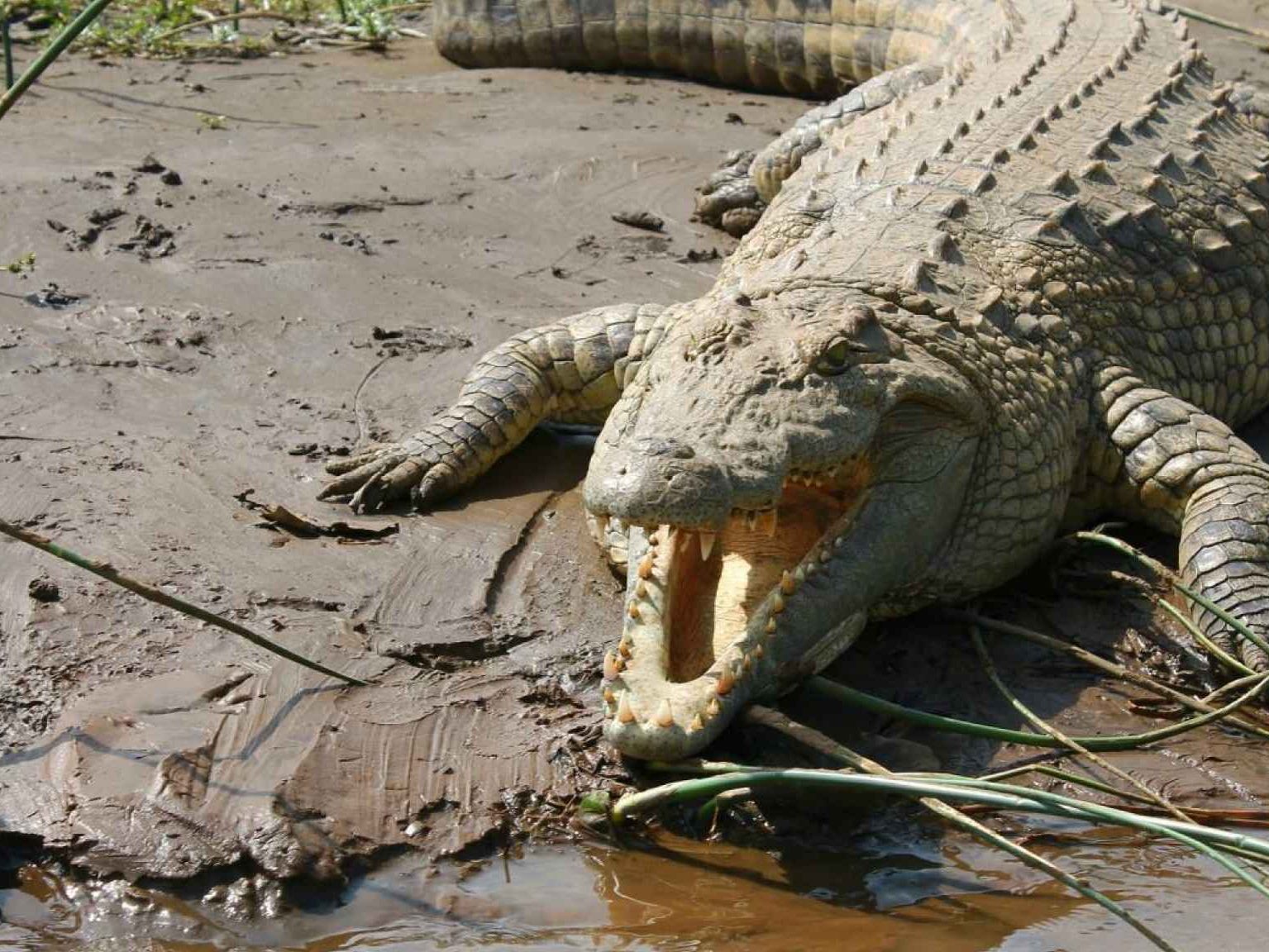 cocodrilo en espana historia presencia y conservacion de cocodrilos