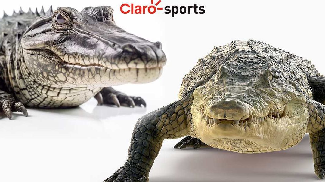 cocodrilo vs caiman diferencias y caracteristicas entre estos reptiles