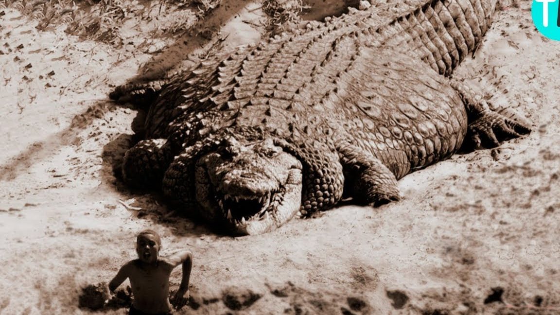 cocodrilos gigantes explorando al cocodrilo del nilo gigante y el caiman mas grande del mundo