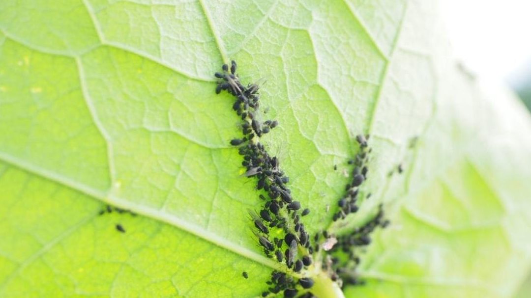 como combatir el pulgon en el limonero y otras plagas comunes