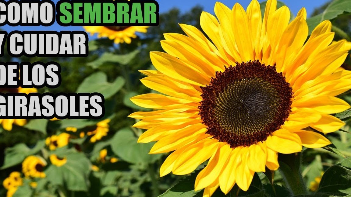 como cuidar a un girasol consejos utiles para cuidar girasoles