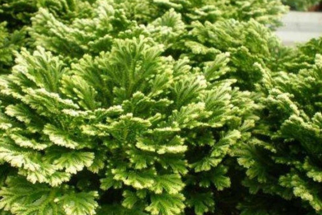 como cuidar la rosa de jerico en agua o tierra guia completa