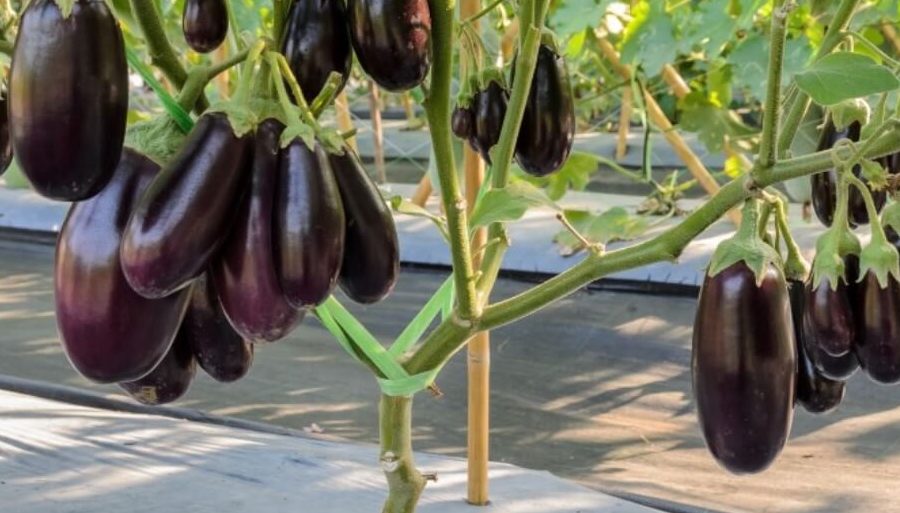como cultivar berenjenas consejos para plantar berenjenas en el huerto