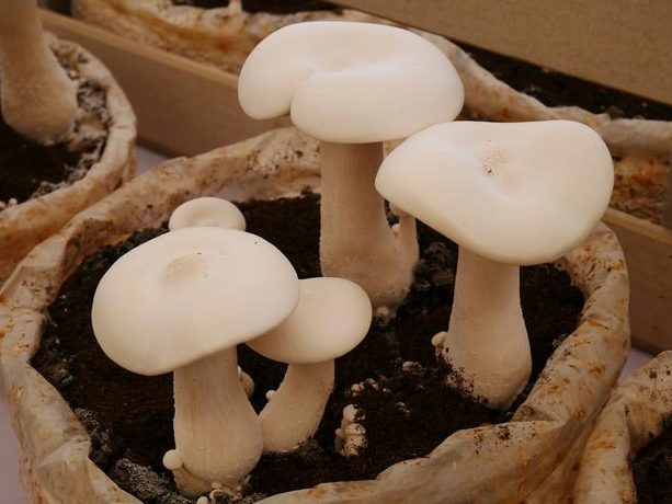 como cultivar setas en casa y venderlas una guia practica y divertida