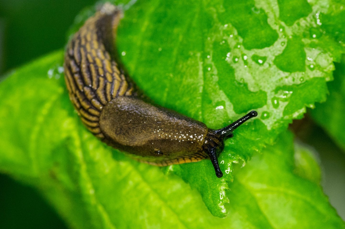 como eliminar las babosas 9 estrategias para acabar con ellas de forma natural