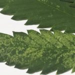 como eliminar trips en plantas consejos efectivos para trips plantas