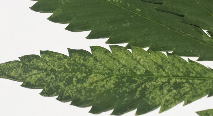 como eliminar trips en plantas consejos efectivos para trips plantas