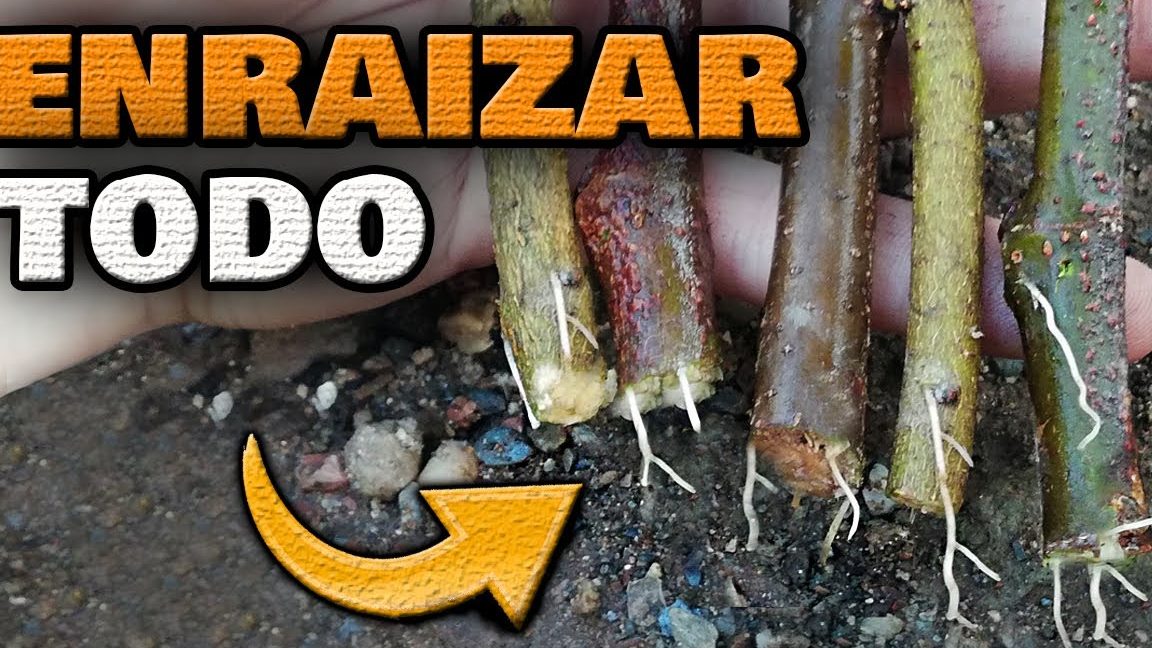 como enraizar una rama cortada metodos para enraizar esquejes rapido