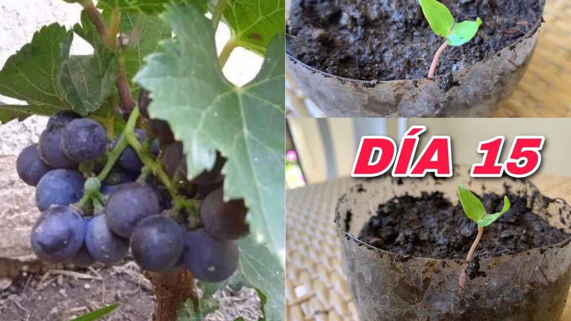 como germinar semillas de uva guia paso a paso para tu vinedo