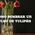 como guardar los bulbos de tulipanes guia completa sobre el bulbo tulipan