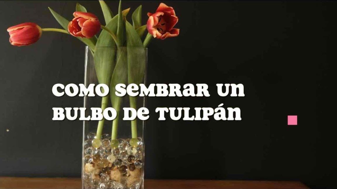 como guardar los bulbos de tulipanes guia completa sobre el bulbo tulipan