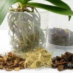 como hacer abono para orquideas casero guia practica