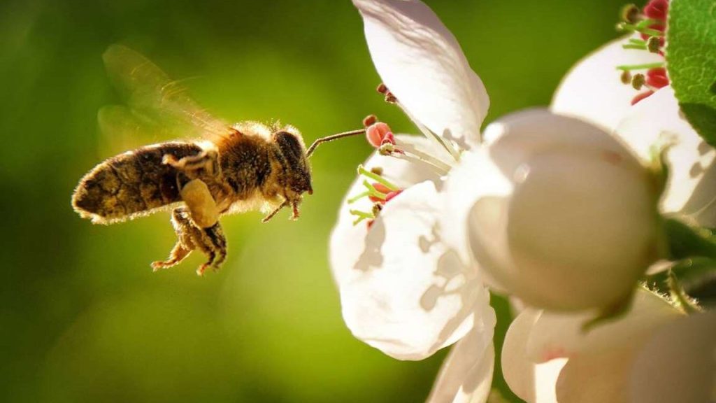 como hacer unrepelente de abejas casero mantenlas a raya
