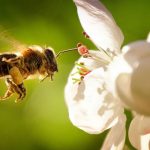 como hacer unrepelente de abejas casero mantenlas a raya