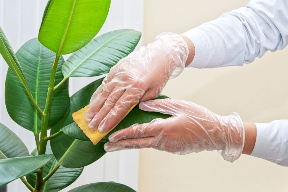 como limpiar hojas plantas 5 metodos efectivos para limpiar plantas