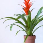 como mantener tus guzmanias saludables cuidados de la bromelia guzmania