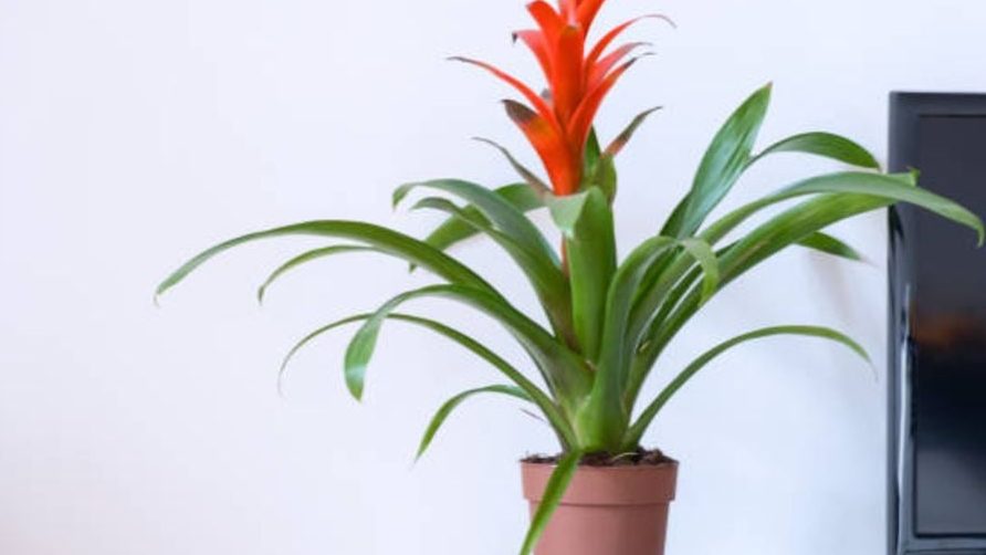 como mantener tus guzmanias saludables cuidados de la bromelia guzmania