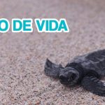 como nacen las tortugas marinas un recorrido fascinante