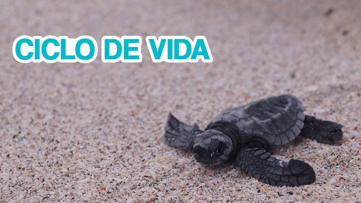 como nacen las tortugas marinas un recorrido fascinante