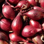 como plantar chalotas guia completa para un cultivo exitoso