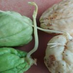 como plantar chayote en espana guia para el cultivo del chayote