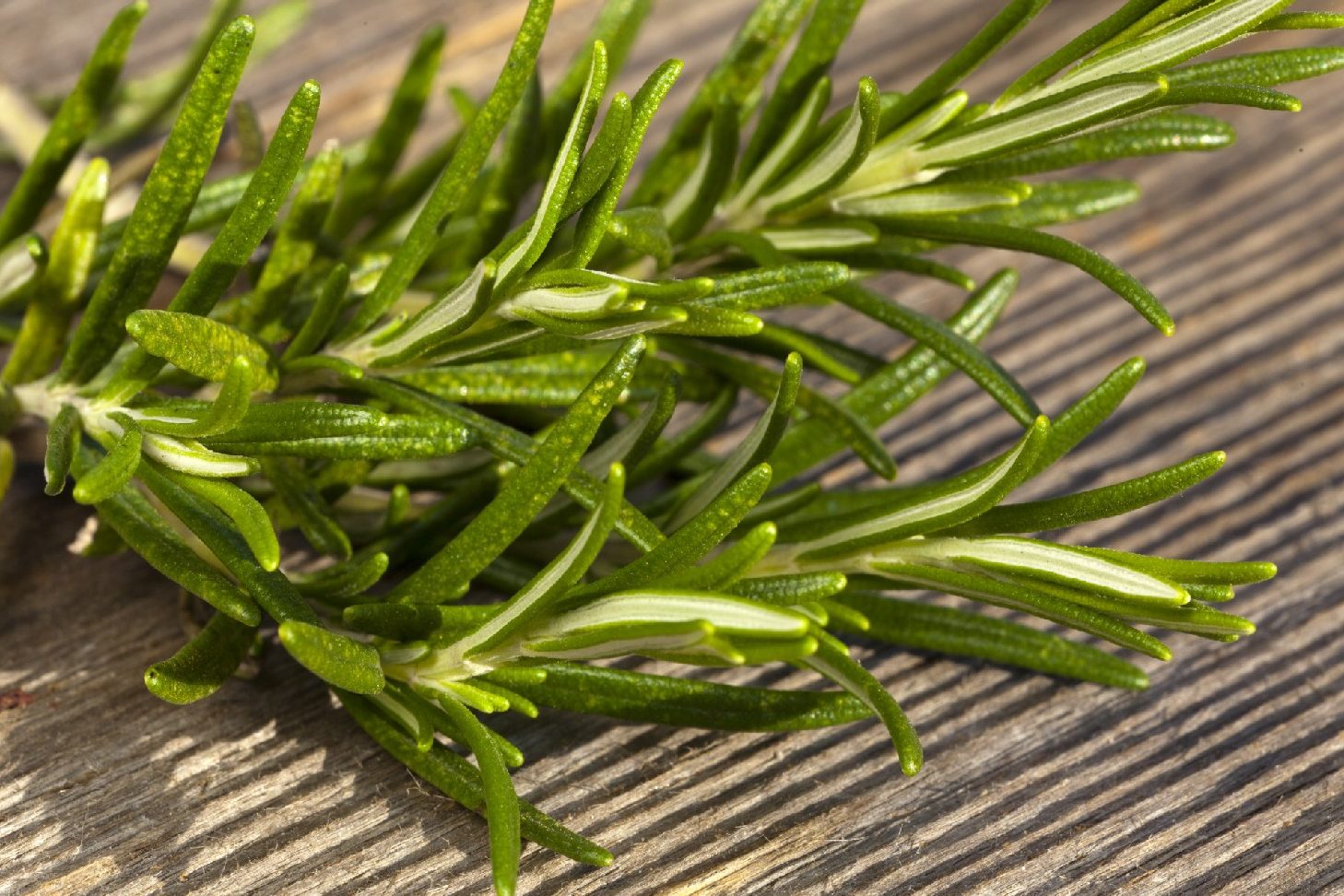 como plantar dama de noche en maceta cuidados imprescindibles y tips utiles