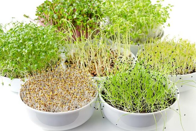 como plantar lentejas en maceta todo lo que necesitas saber