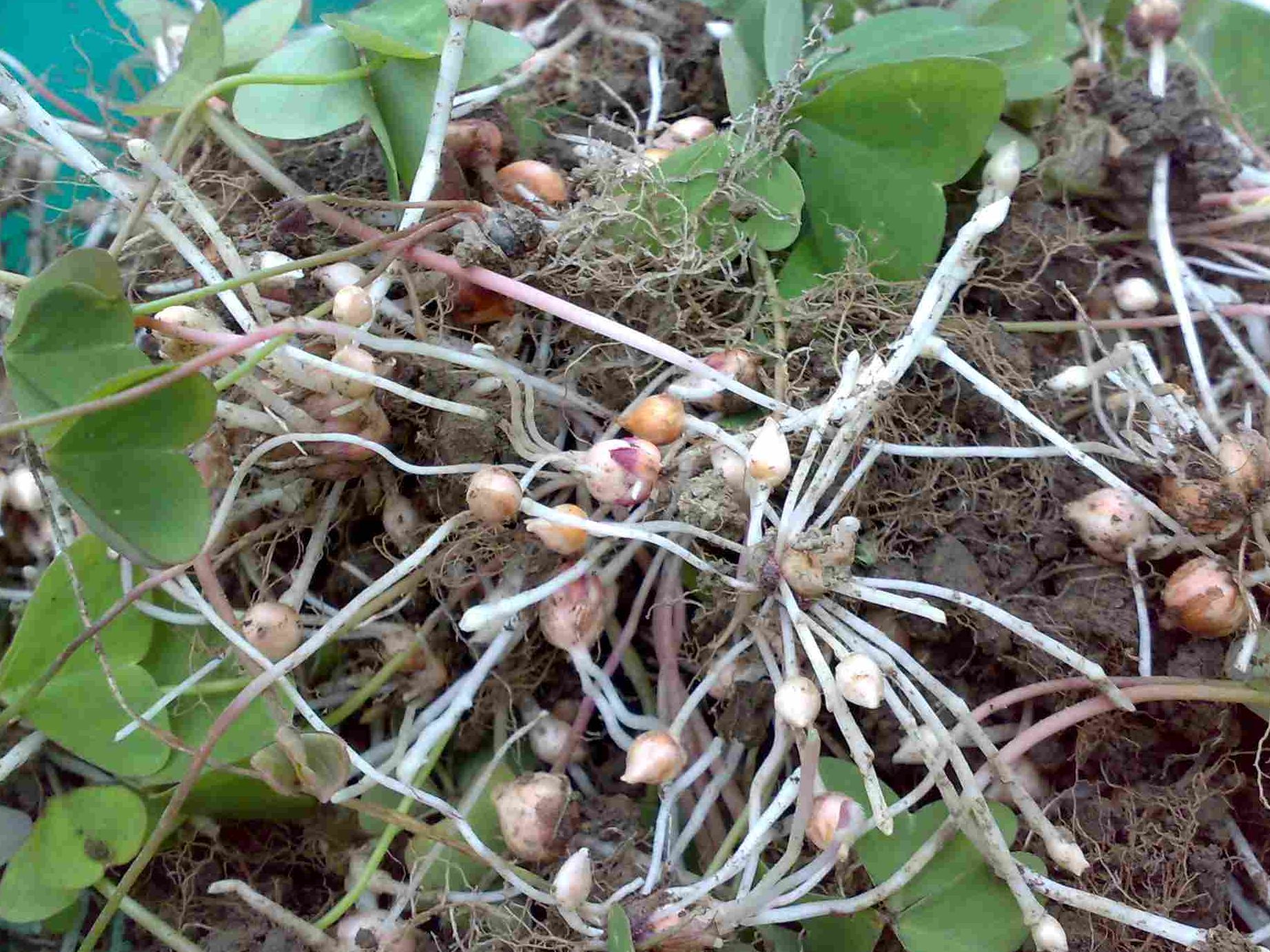 como plantar perejil de una rama guia practica y amigable