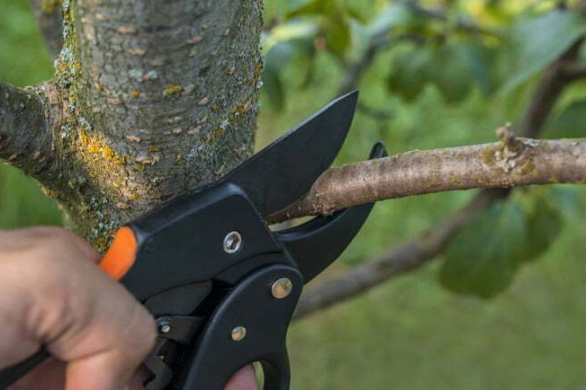 como podar los almendros podar almendro en verano y mas