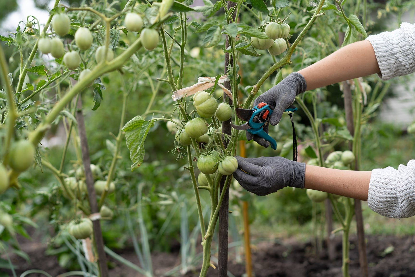 como podar una tomatera guia completa sobre la poda del tomate
