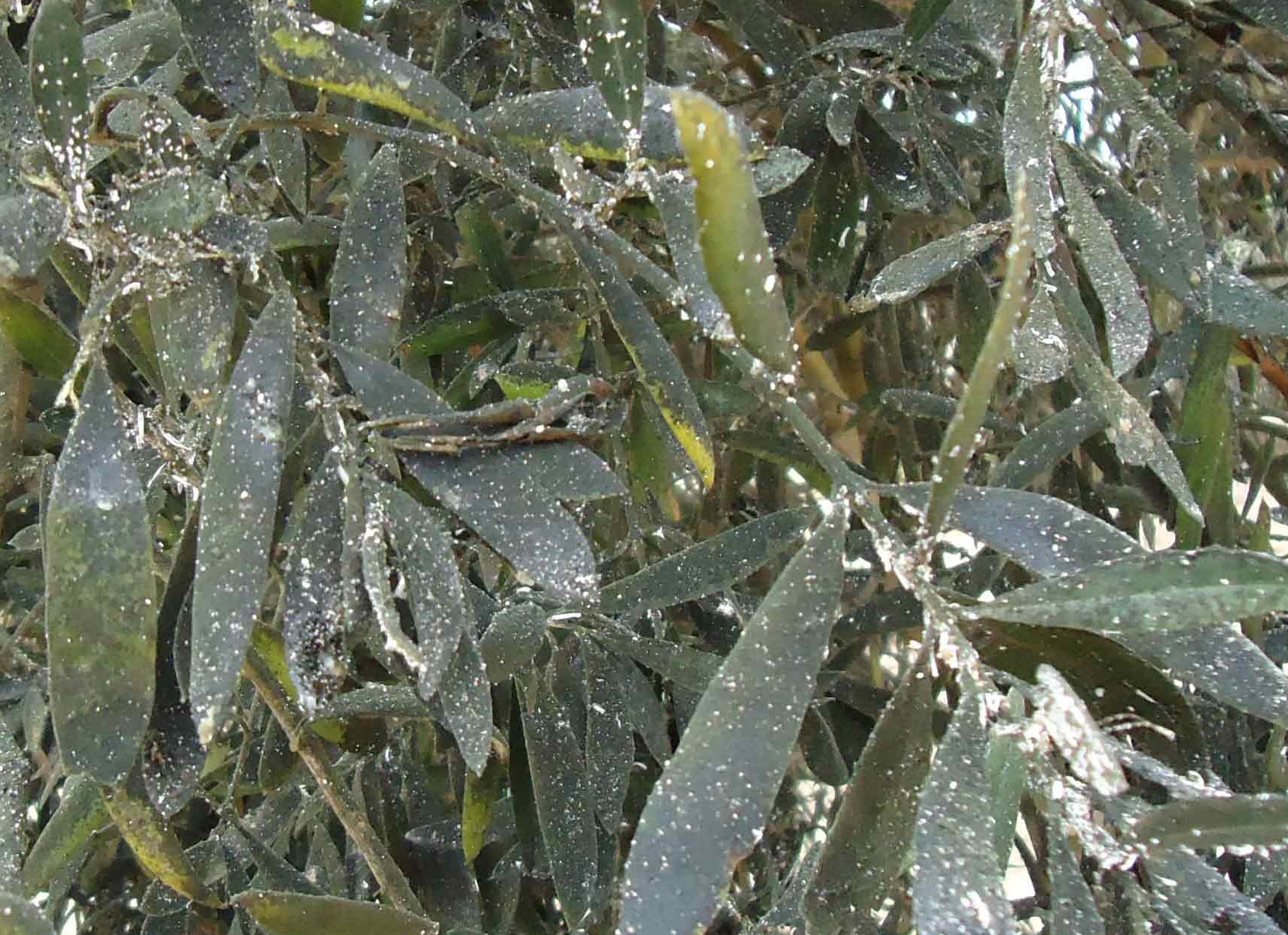 como realizar un efectivo tratamiento casero para la cochinilla del olivo