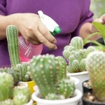 como regar un cactus guia completa para el riego cactus ideal