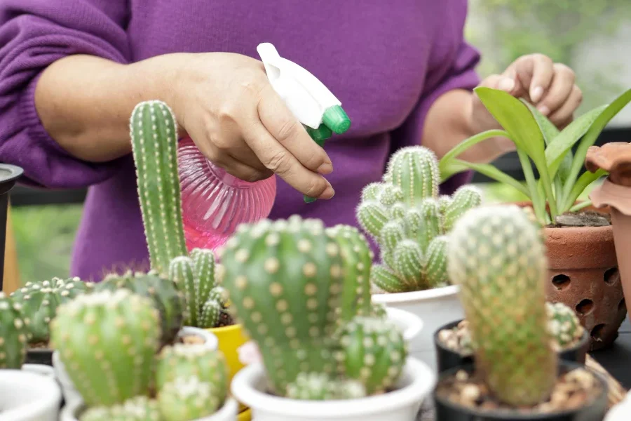 como regar un cactus guia completa para el riego cactus ideal