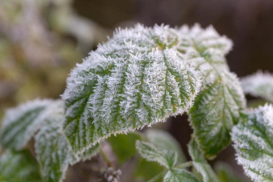 como se forma la escarcha conoce el fenomeno del escarcha hielo