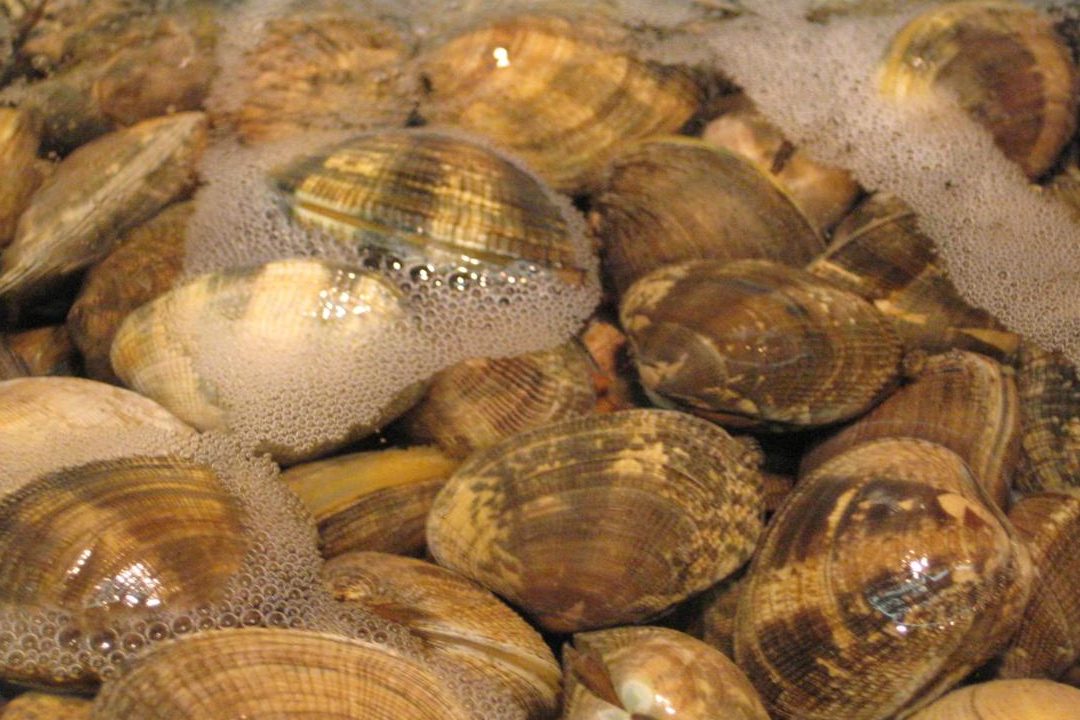 como se reproducen las almejas un vistazo a como nacen las almejas