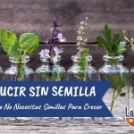 como se reproducen las plantas sin semillas ejemplos y caracteristicas
