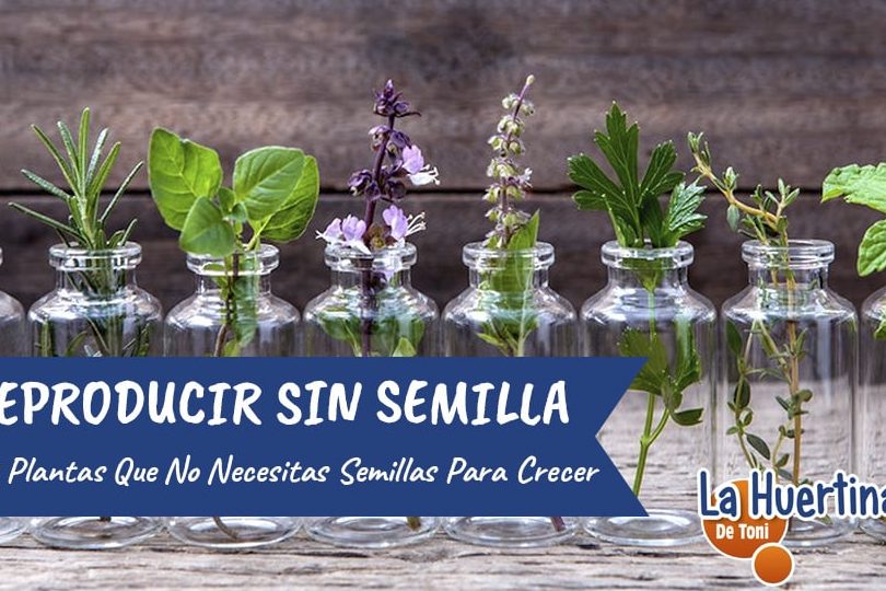 como se reproducen las plantas sin semillas ejemplos y caracteristicas