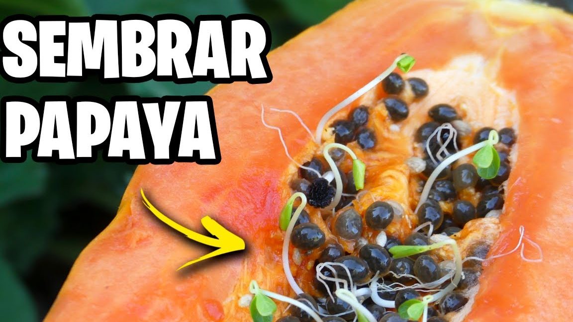 como se siembra la papaya guia para sembrar papaya facilmente