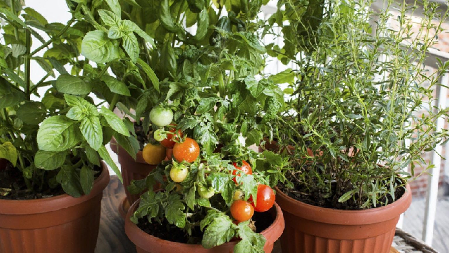 como se siembran los tomates guia para plantar tomate facil