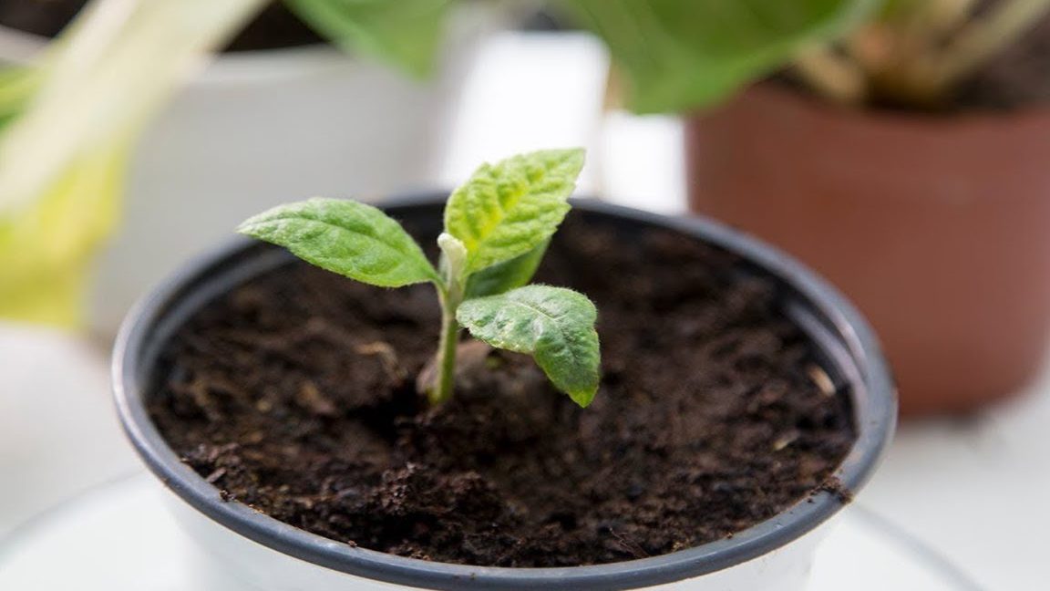 como sembrar un nispero plantar nispero en maceta y mas